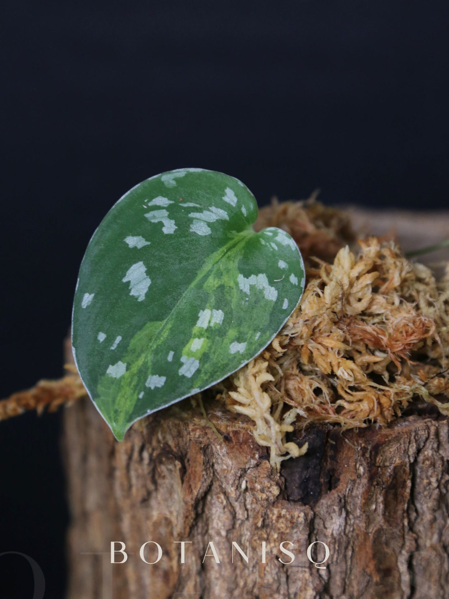 Scindapsus Sentarum Cutting 001