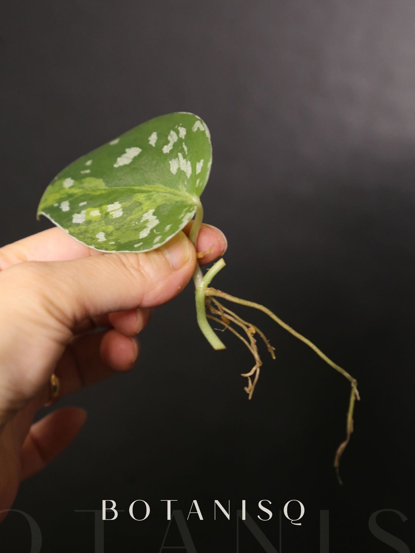 Scindapsus Sentarum Cutting 001