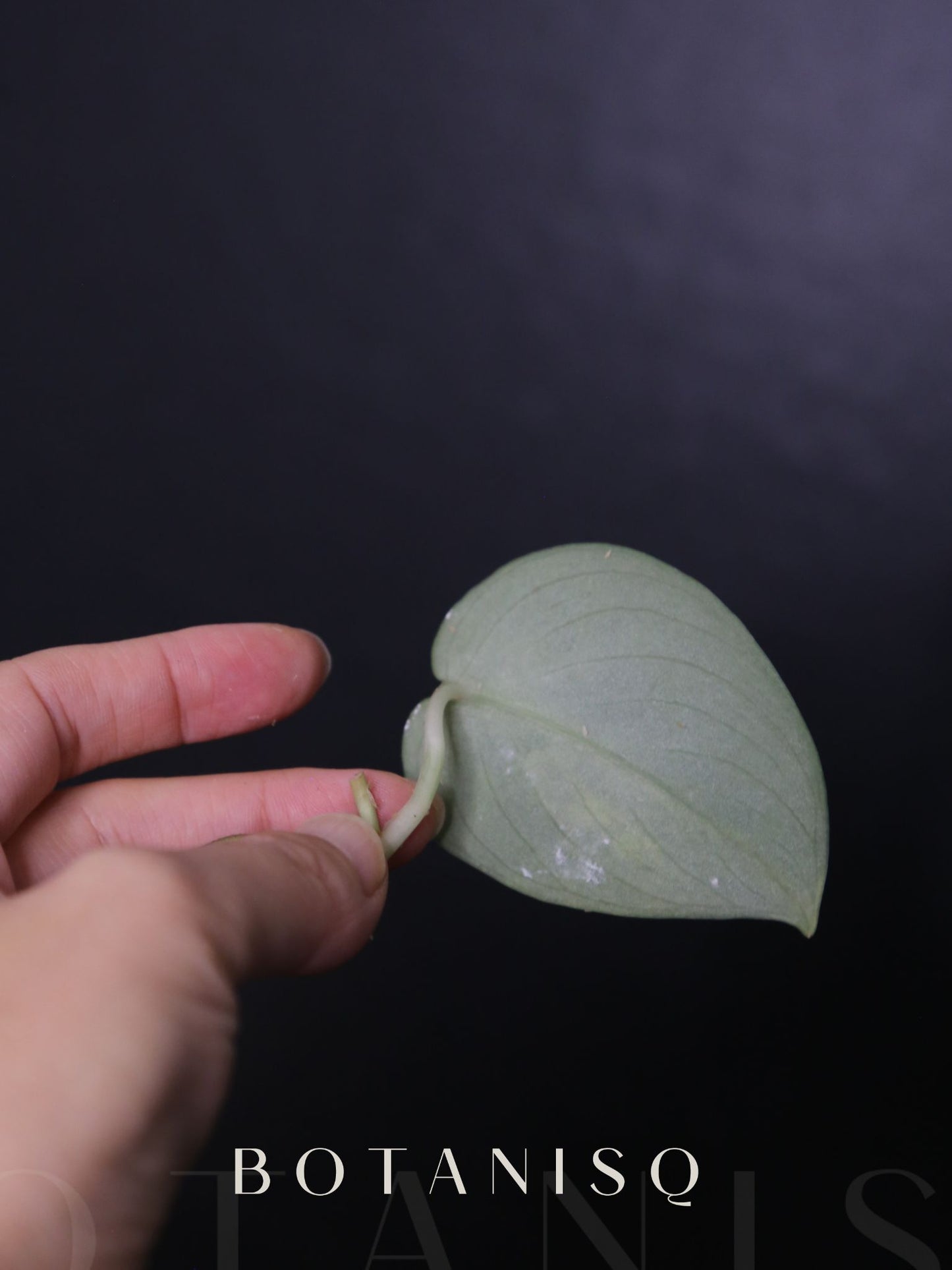 Scindapsus Sentarum Cutting 001