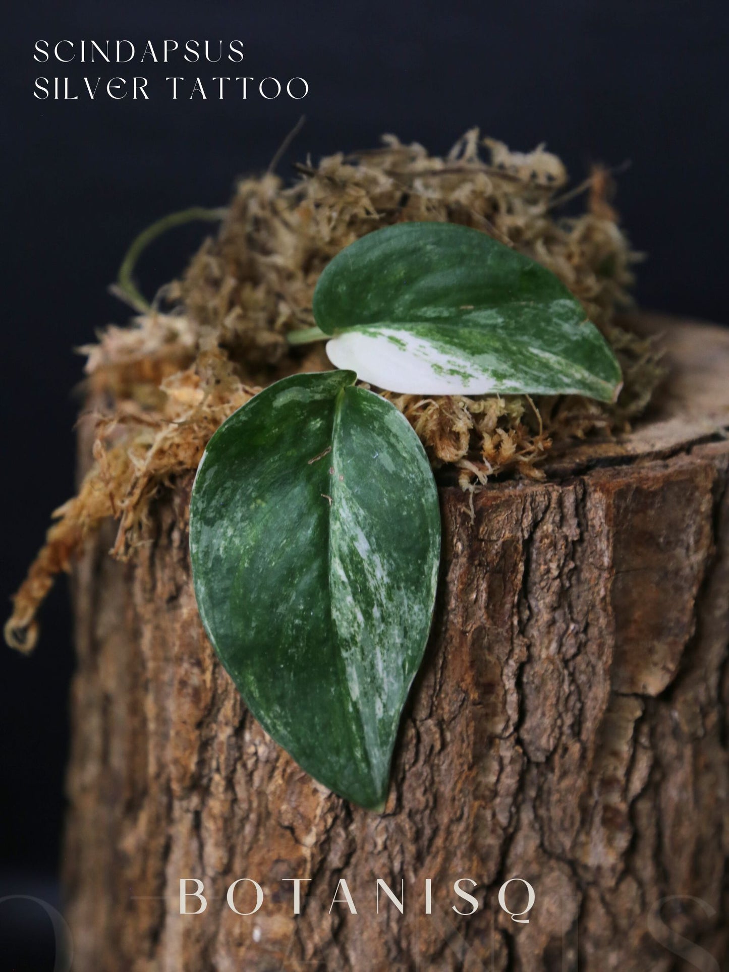 Scindapsus Silver Tattoo Variegated Cutting