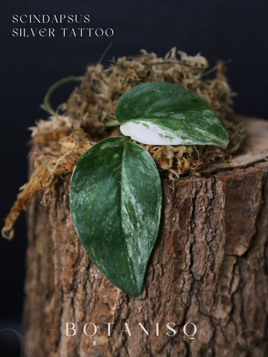 Scindapsus Silver Tattoo Variegated Cutting