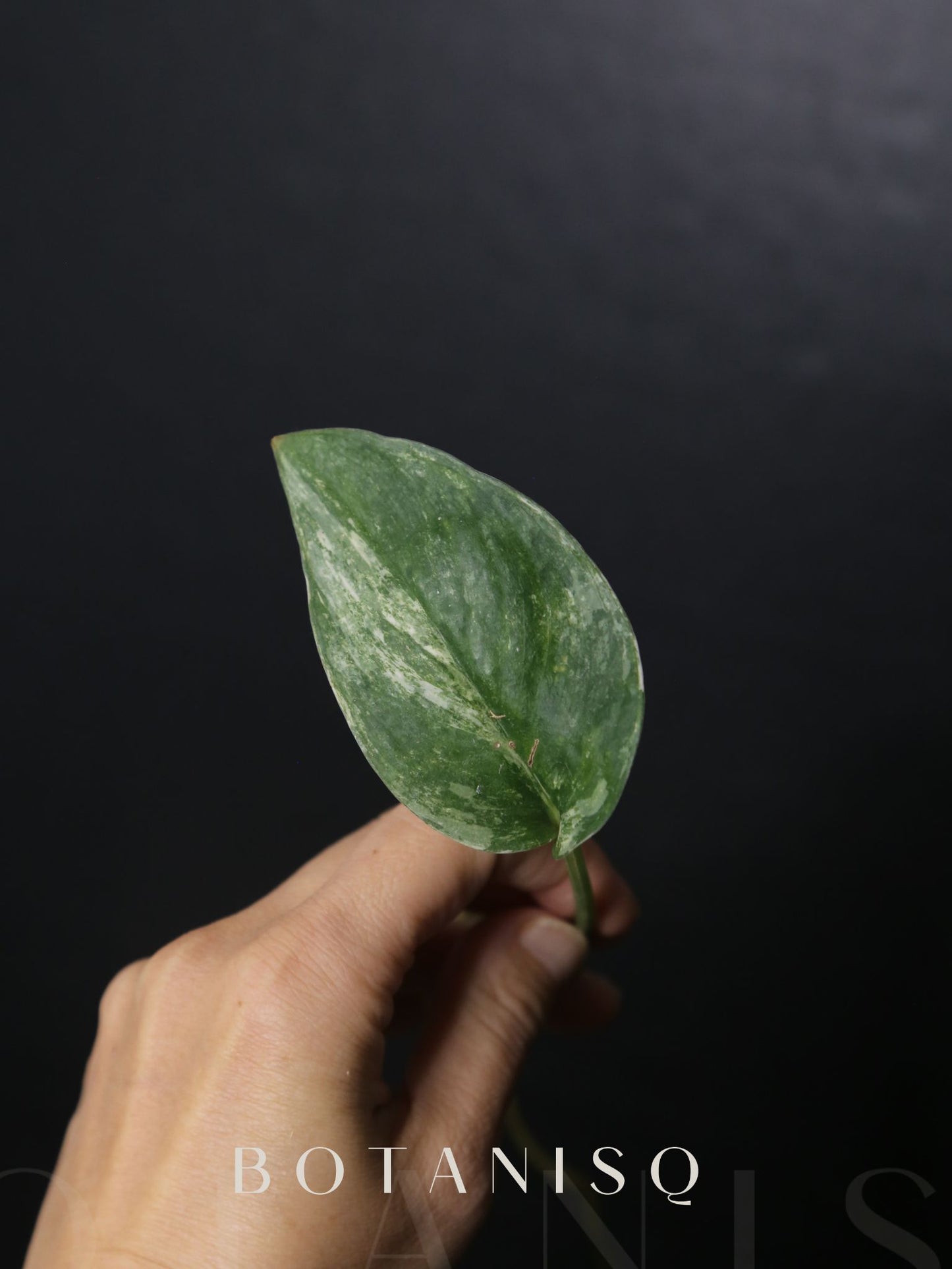 Scindapsus Silver Tattoo Variegated Cutting