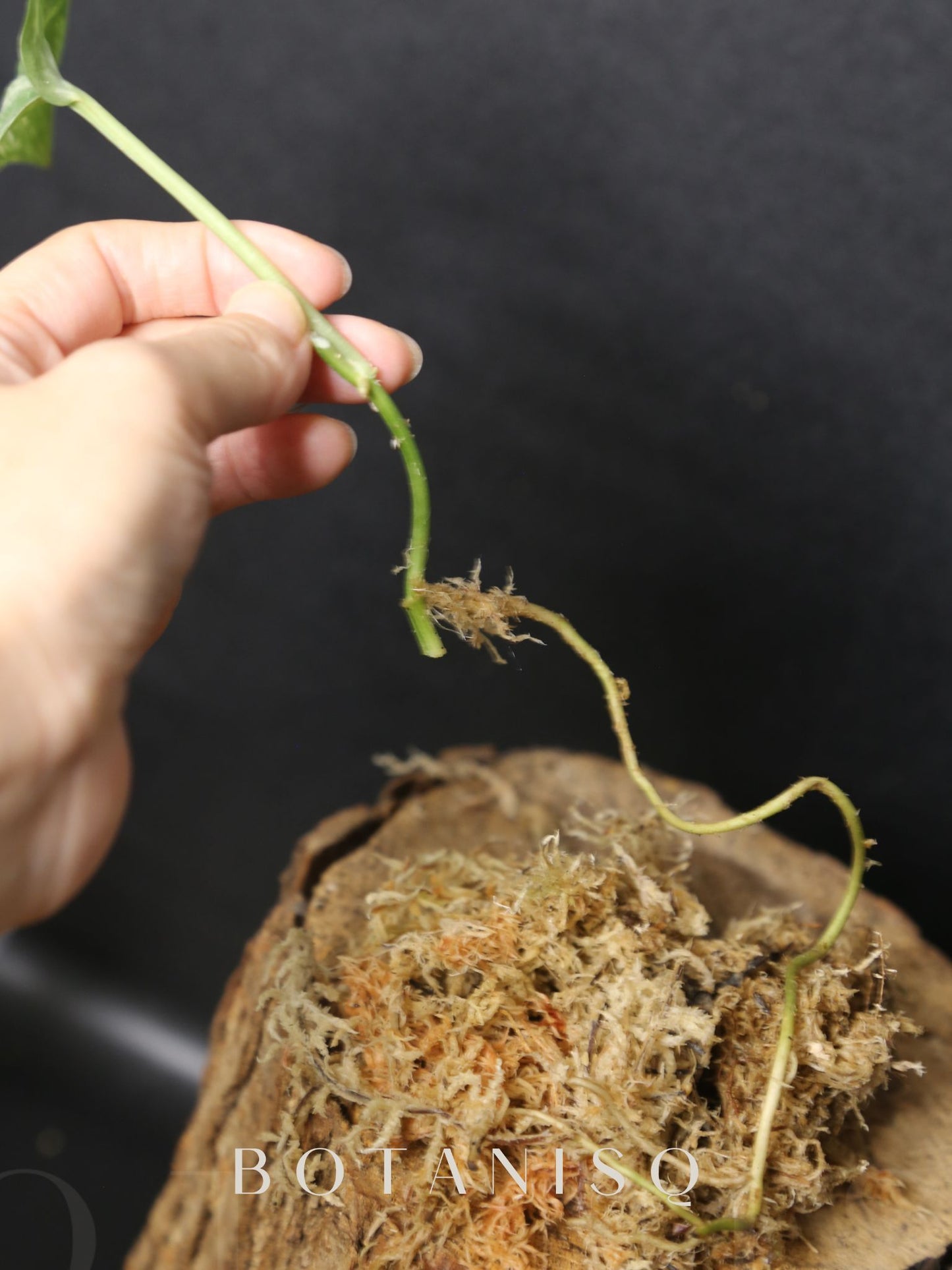 Scindapsus Silver Tattoo Variegated Cutting