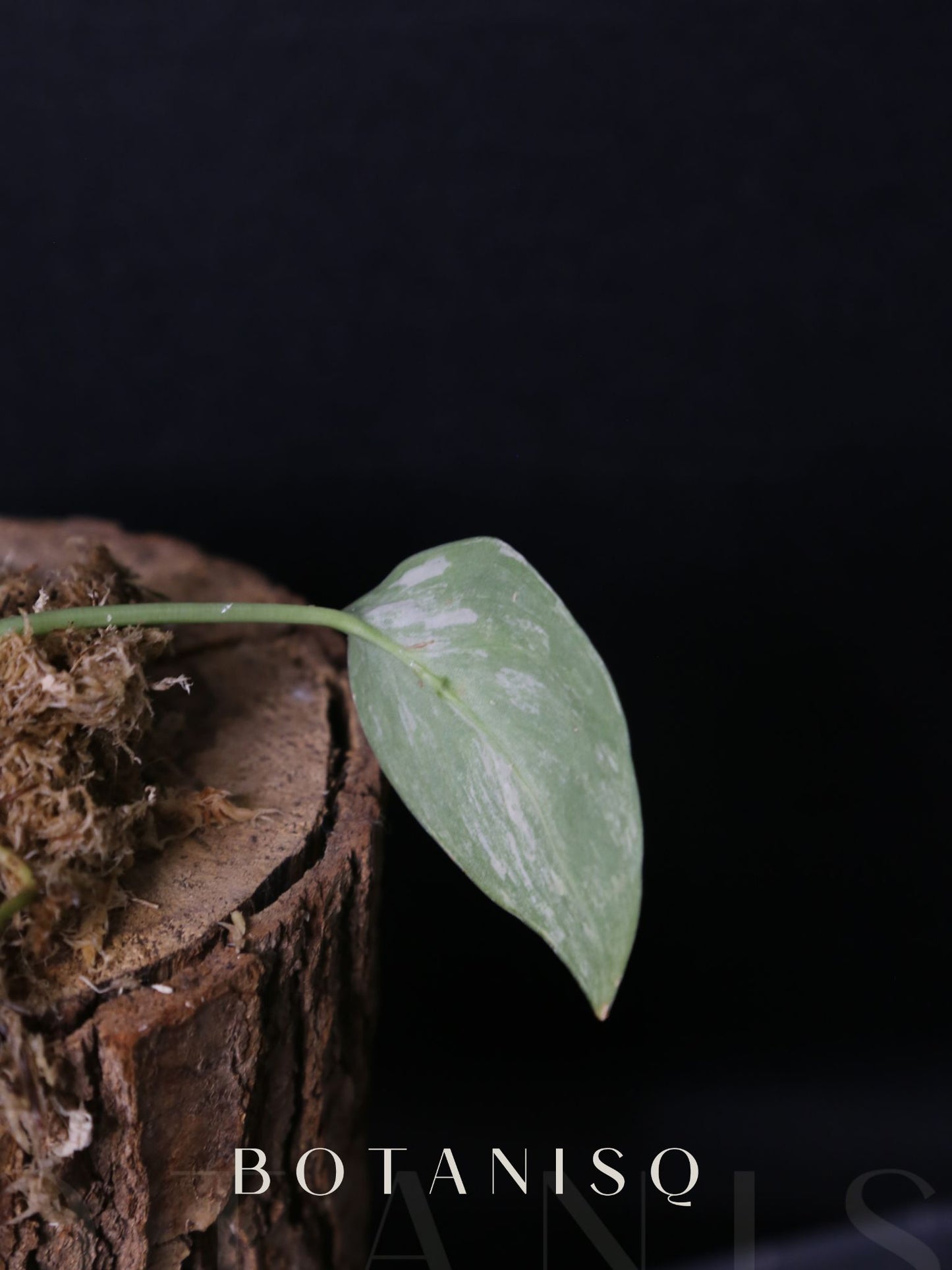 Scindapsus Silver Tattoo Variegated Cutting