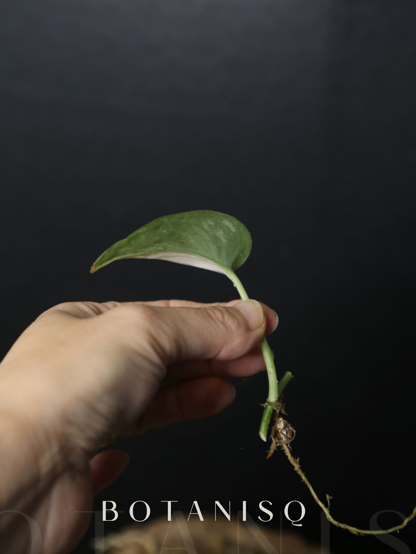 Scindapsus Silver Tattoo Variegated Cutting