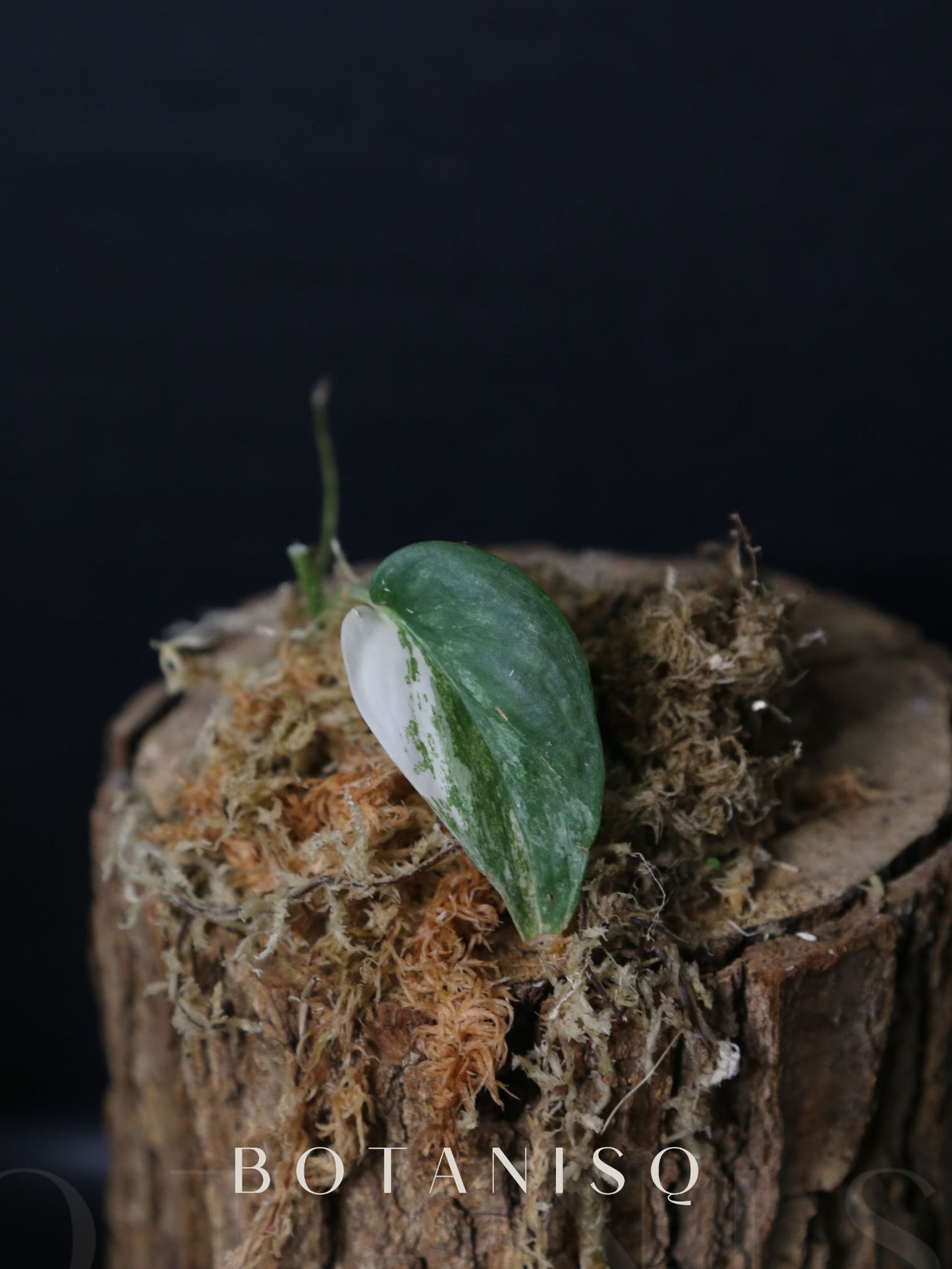 Scindapsus Silver Tattoo Variegated Cutting