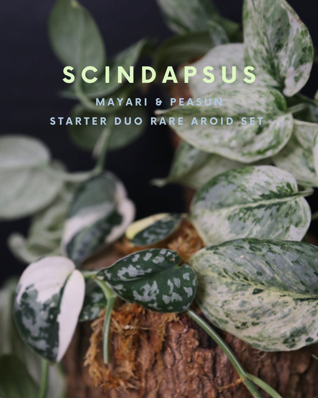 2-Cutting Duo Set Scindapsus Mayari & Peasun Variegated Starter Rare Aroid