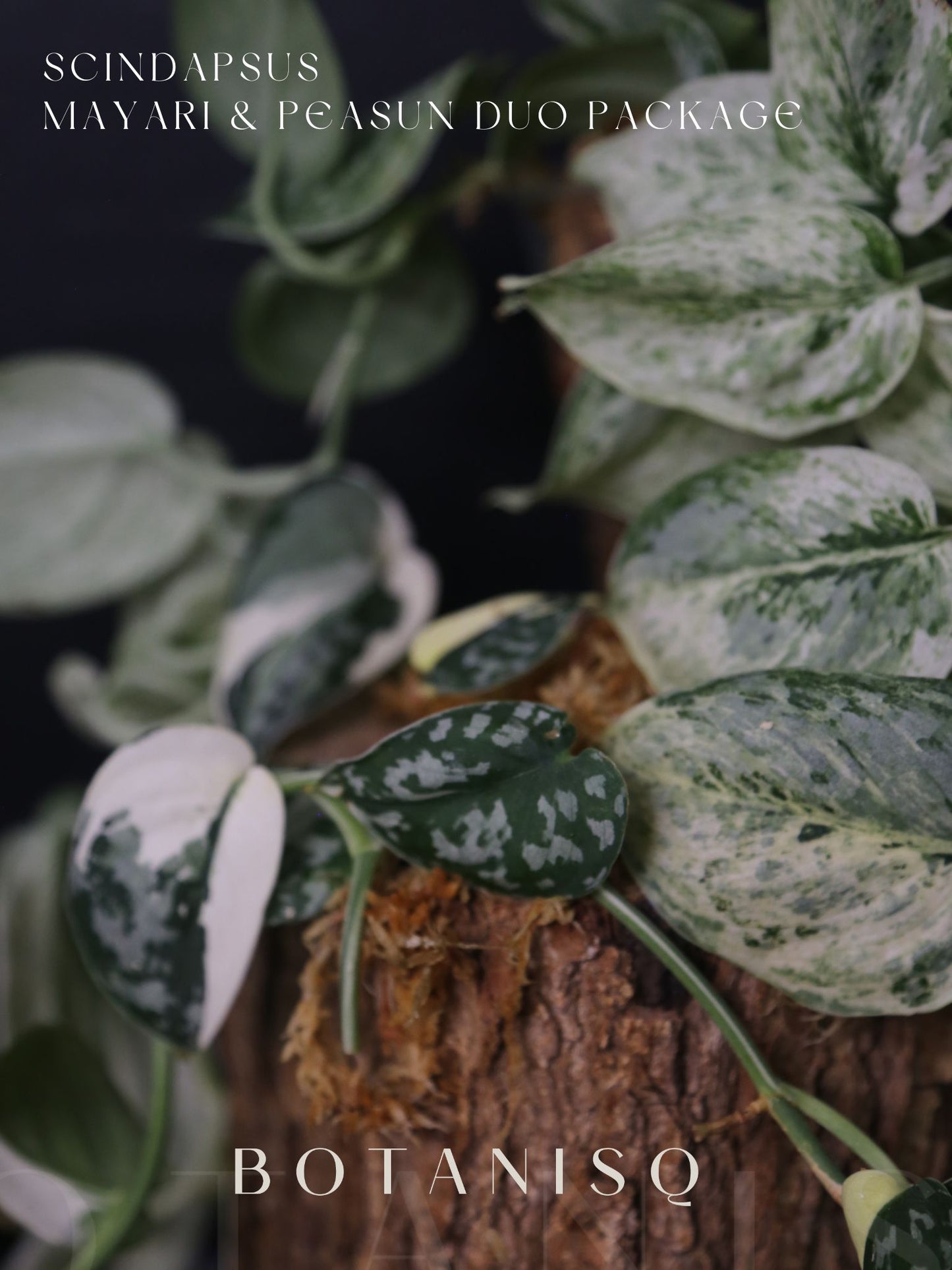 2-Cutting Duo Set Scindapsus Mayari & Peasun Variegated Starter Rare Aroid