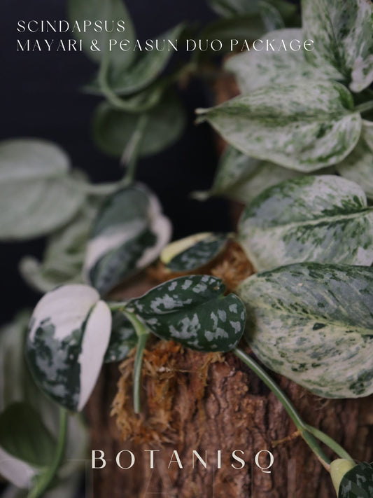 2-Cutting Duo Set Scindapsus Mayari & Peasun Variegated Starter Rare Aroid