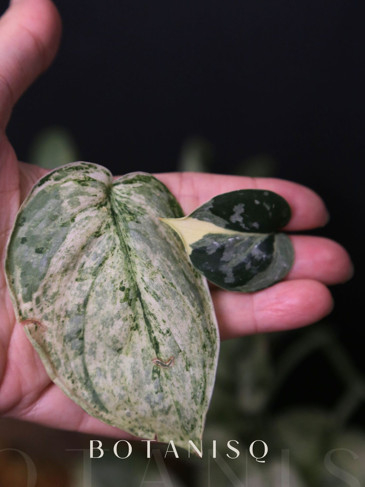 2-Cutting Duo Set Scindapsus Mayari & Peasun Variegated Starter Rare Aroid