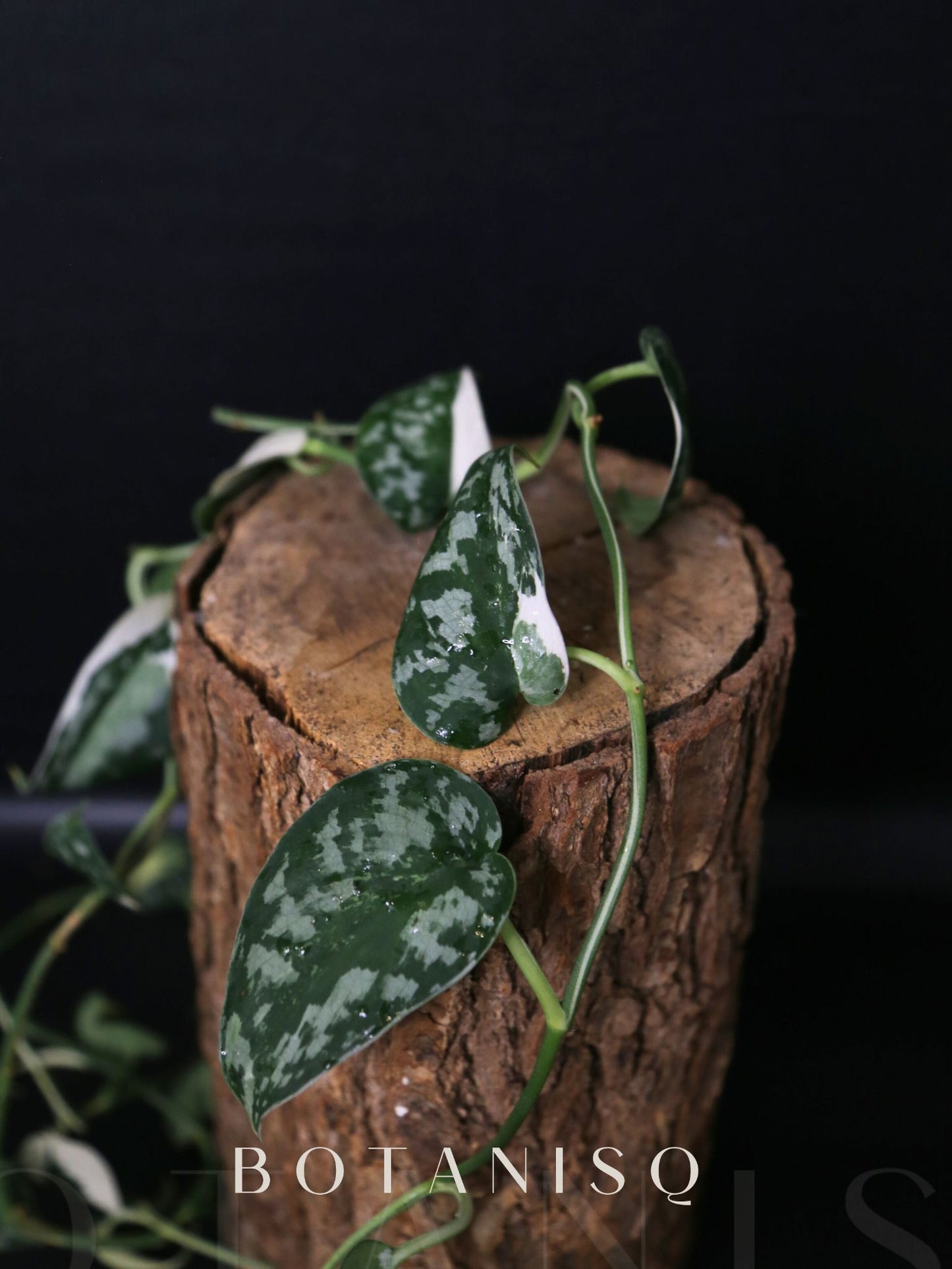 2-Cutting Duo Set Scindapsus Mayari & Peasun Variegated Starter Rare Aroid