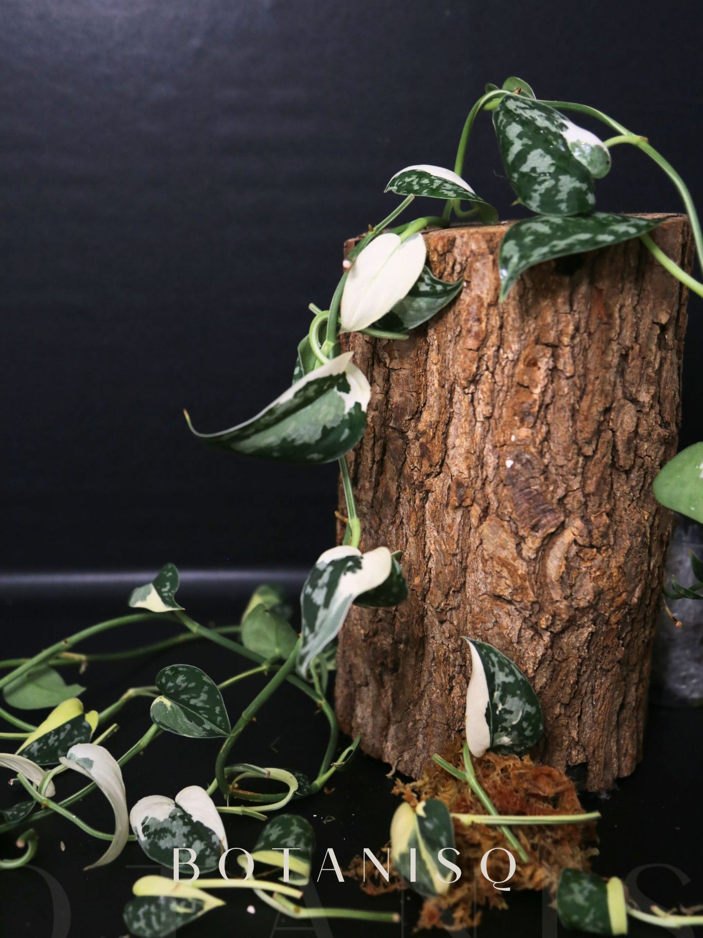 2-Cutting Duo Set Scindapsus Mayari & Peasun Variegated Starter Rare Aroid