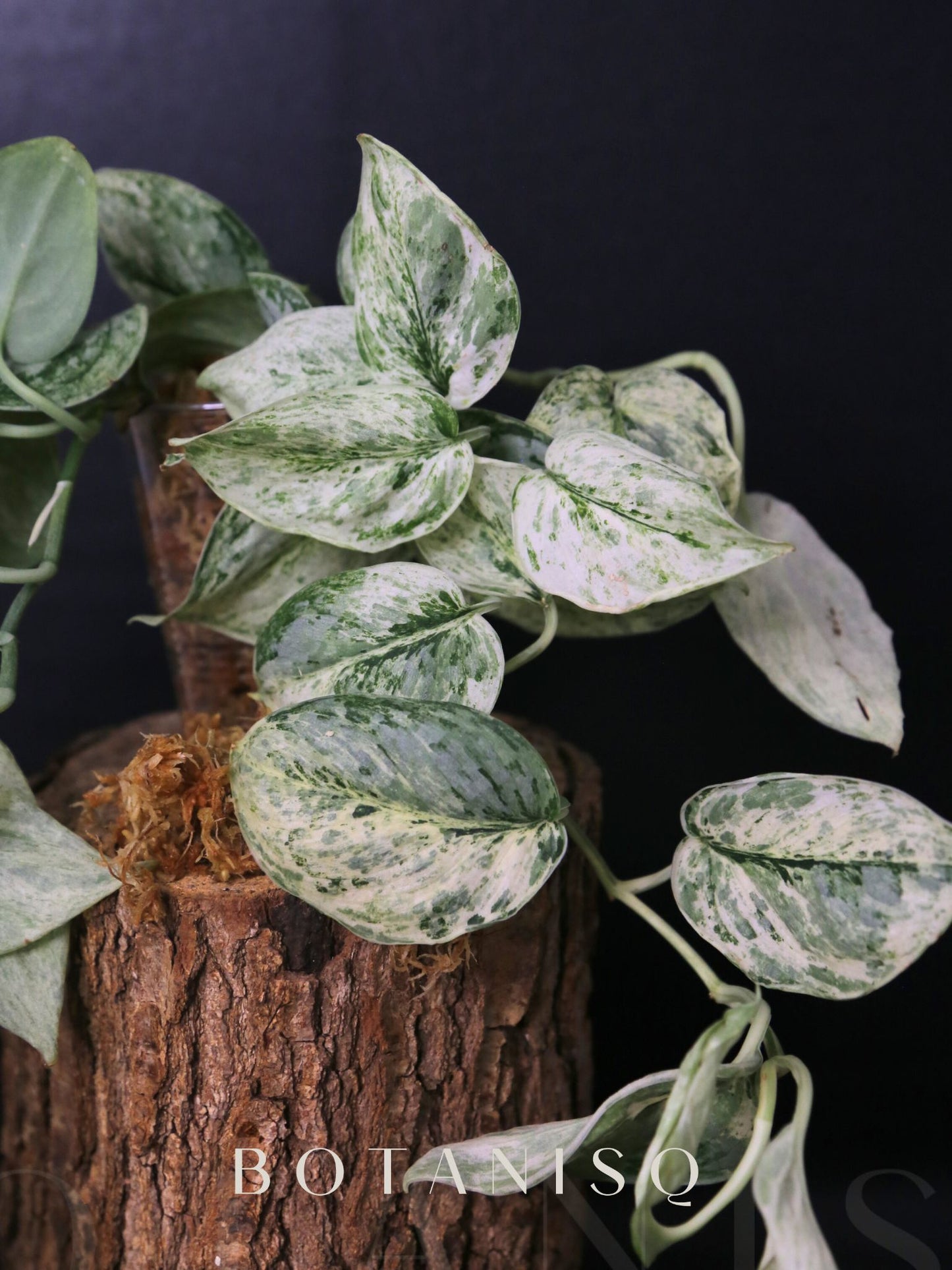 2-Cutting Duo Set Scindapsus Mayari & Peasun Variegated Starter Rare Aroid