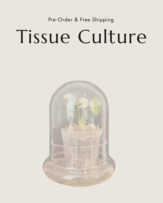 [Pre-Order / Free Shipping] Philodendron Strawberry Shake Variegated (1 plant/bag) / Tissue Culture