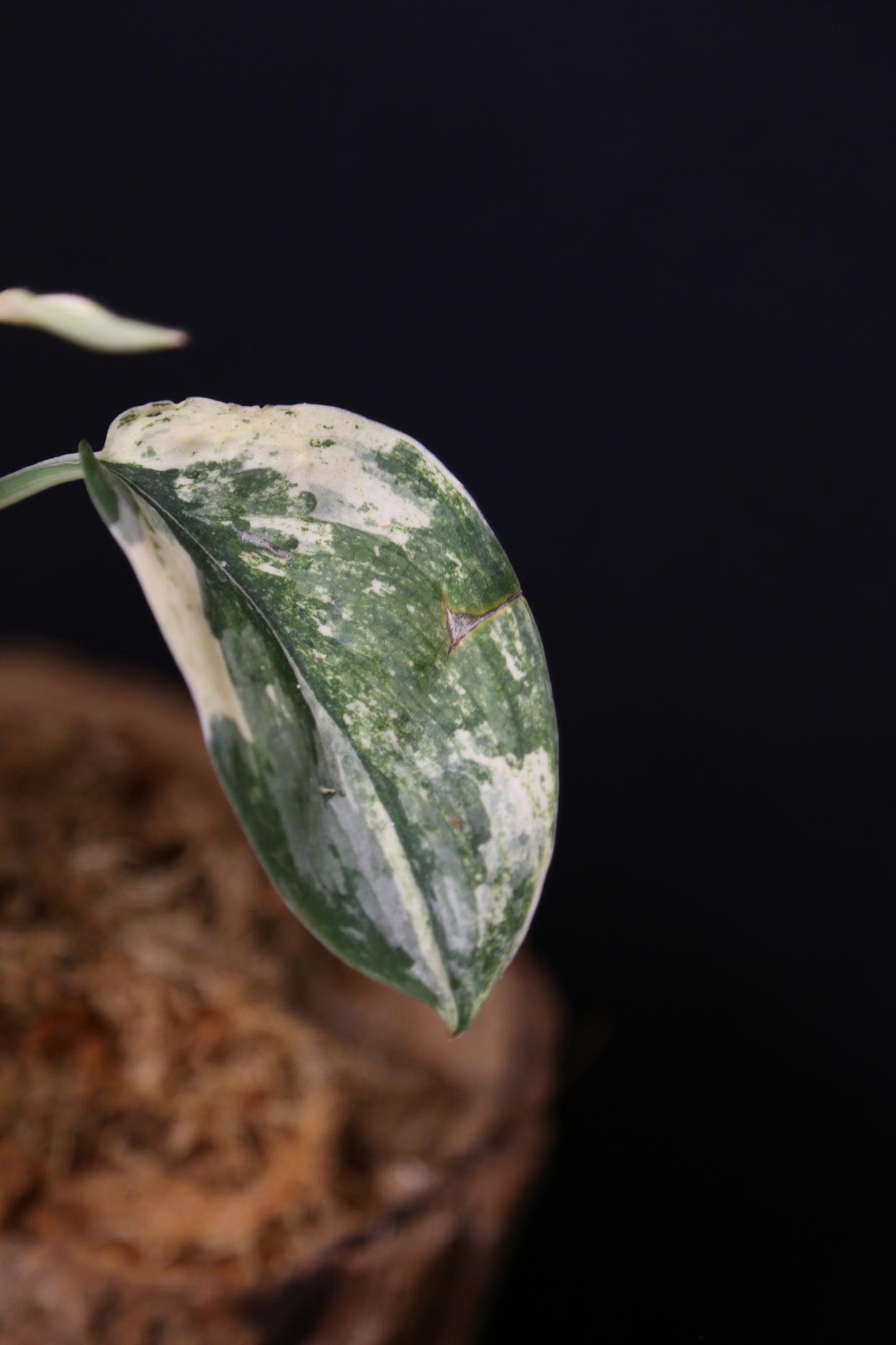 Scindapsus Jade Satin Mint Variegated – Cutting 003