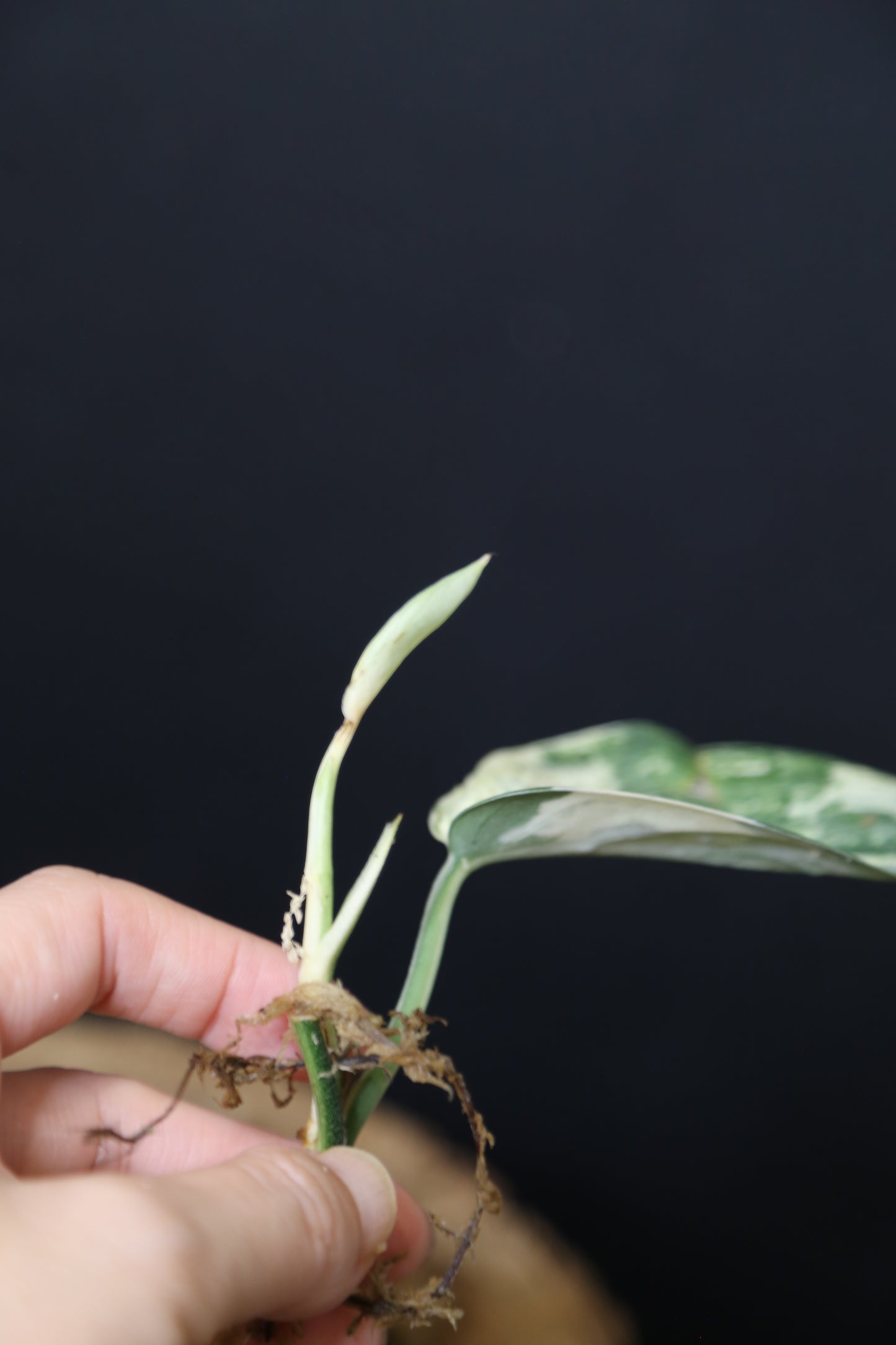 Scindapsus Jade Satin Mint Variegated – Cutting 003