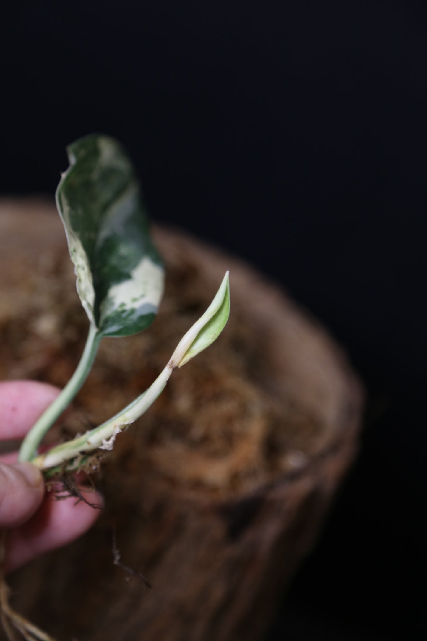 Scindapsus Jade Satin Mint Variegated – Cutting 003