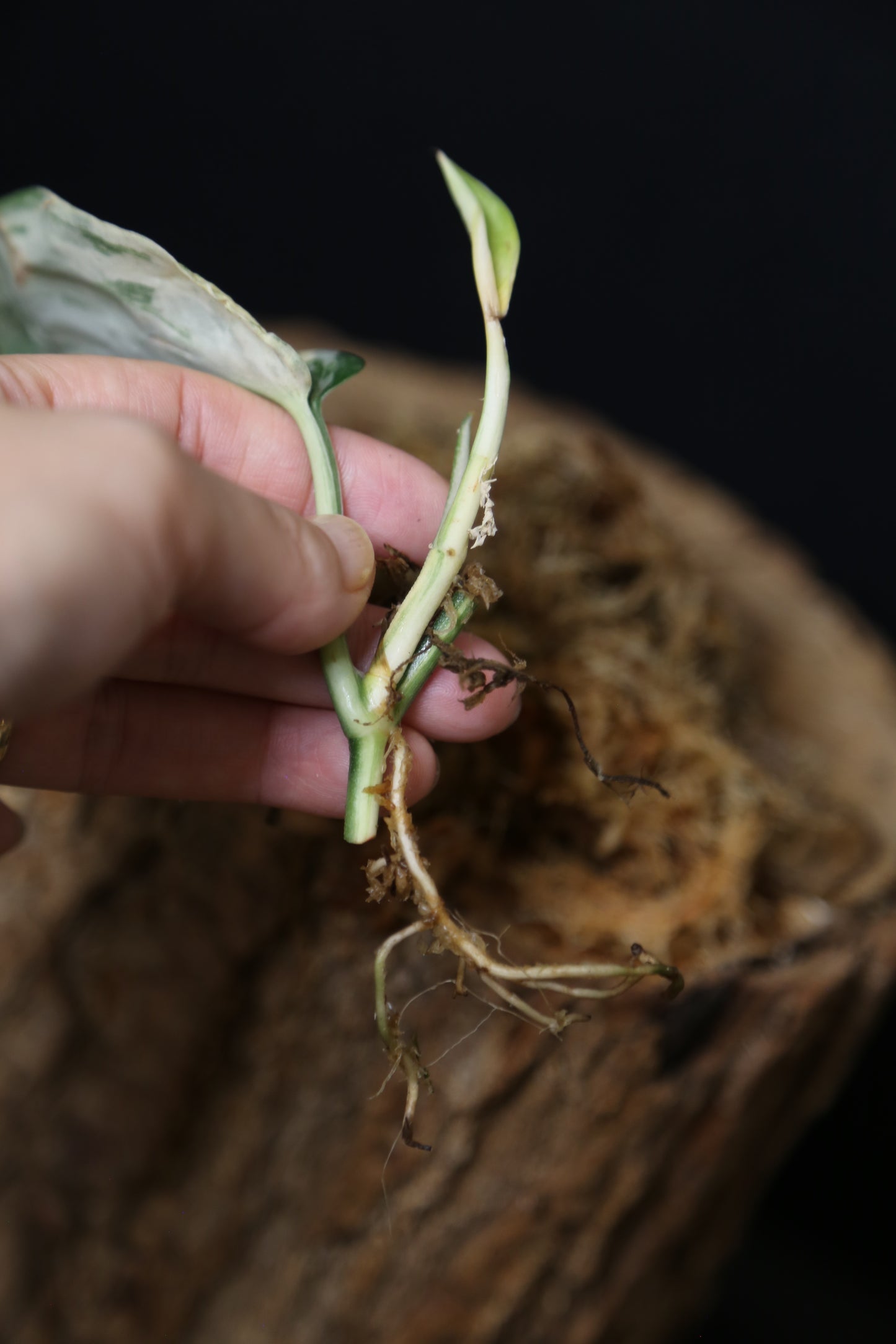 Scindapsus Jade Satin Mint Variegated – Cutting 003