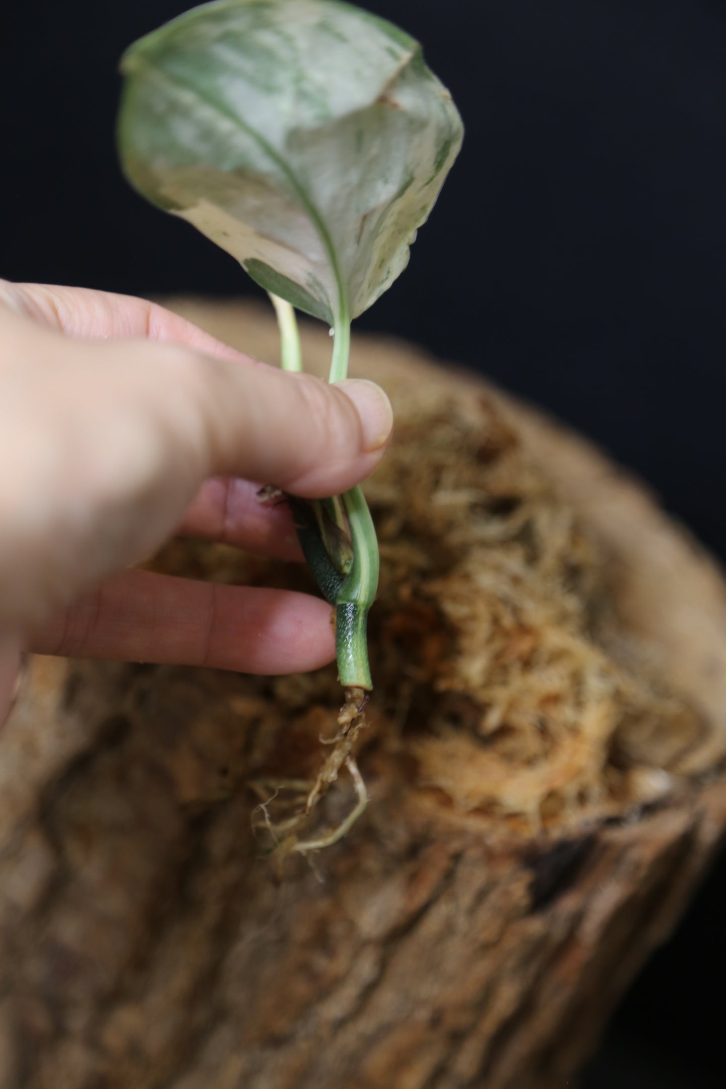 Scindapsus Jade Satin Mint Variegated – Cutting 003