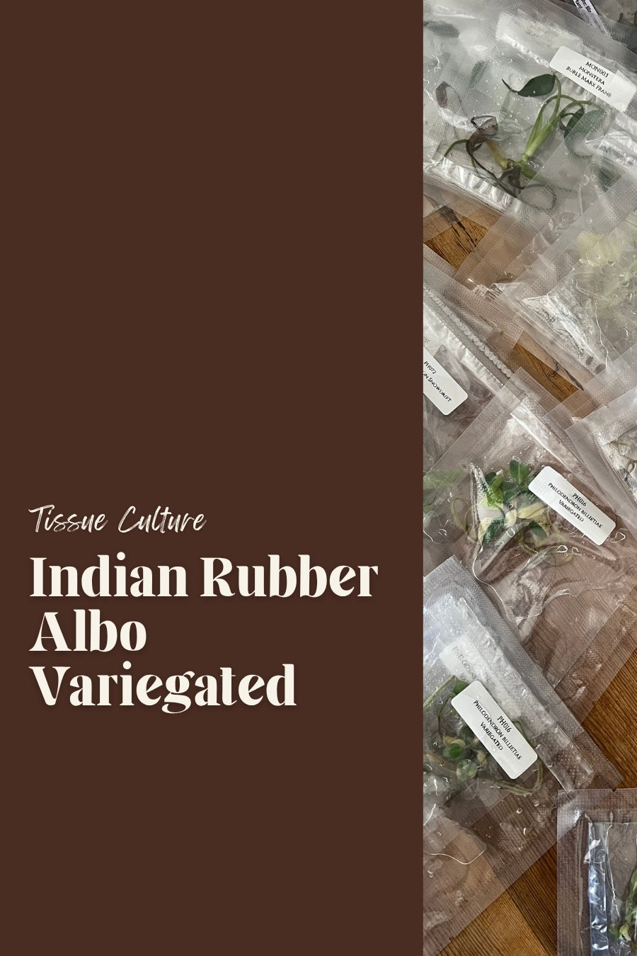 Indian Rubber Albo Variegated