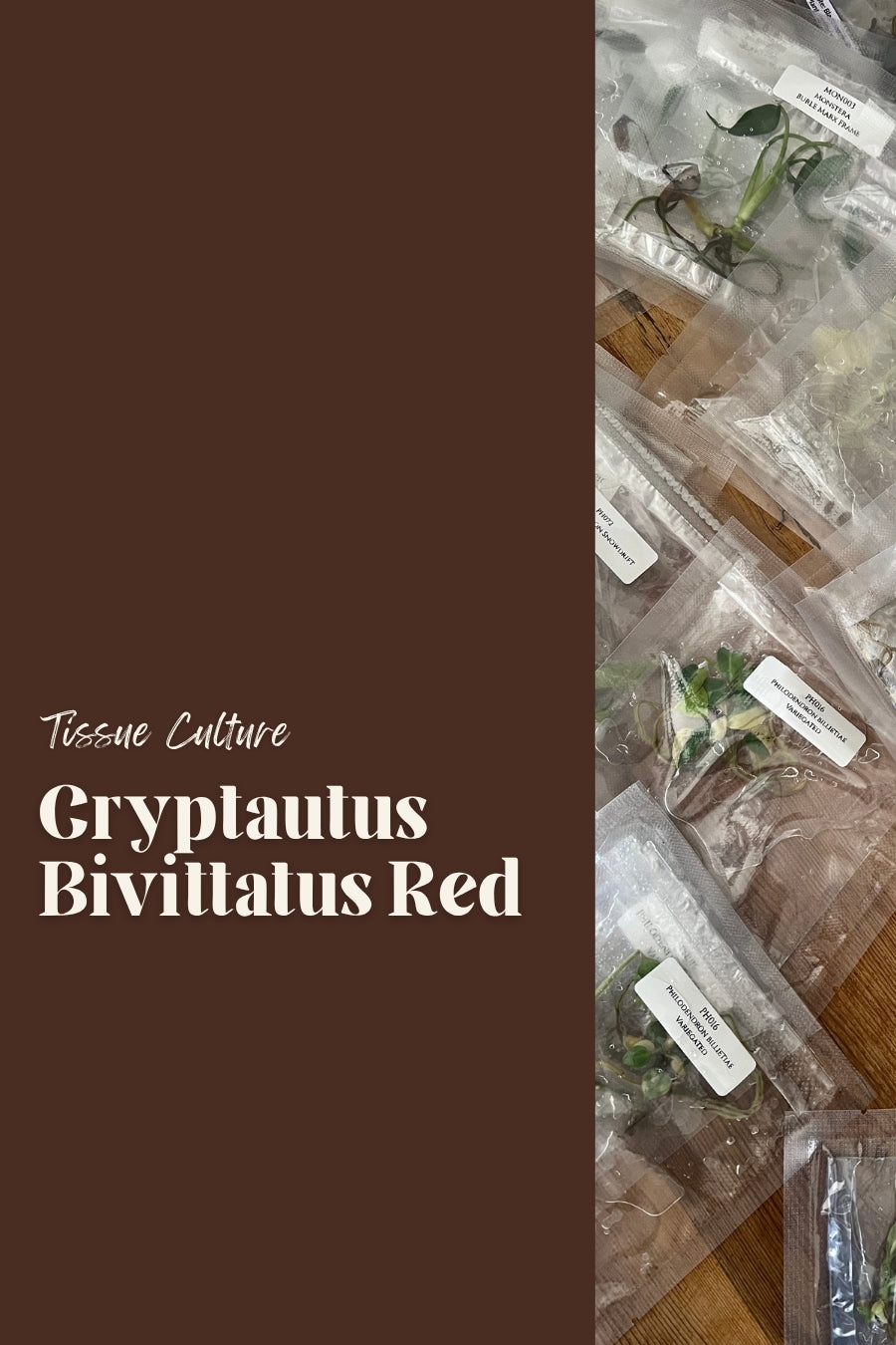 Cryptautus Bivittatus Red