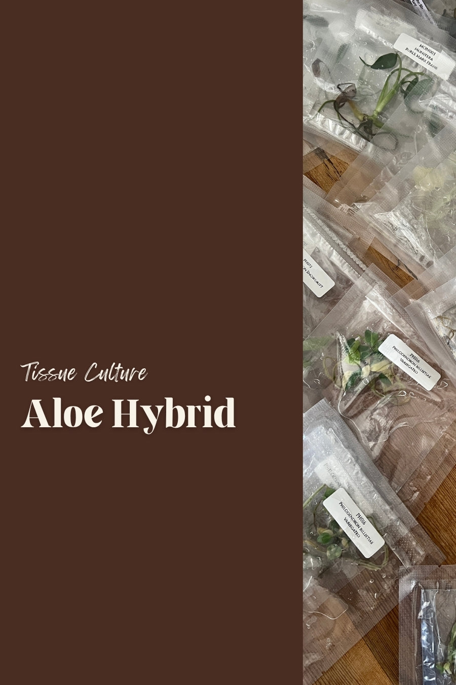 Aloe Hybrid