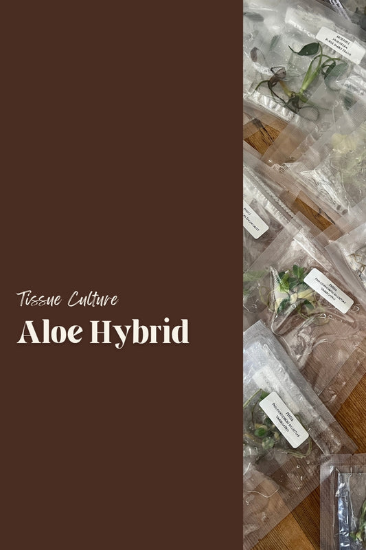 Aloe Hybrid