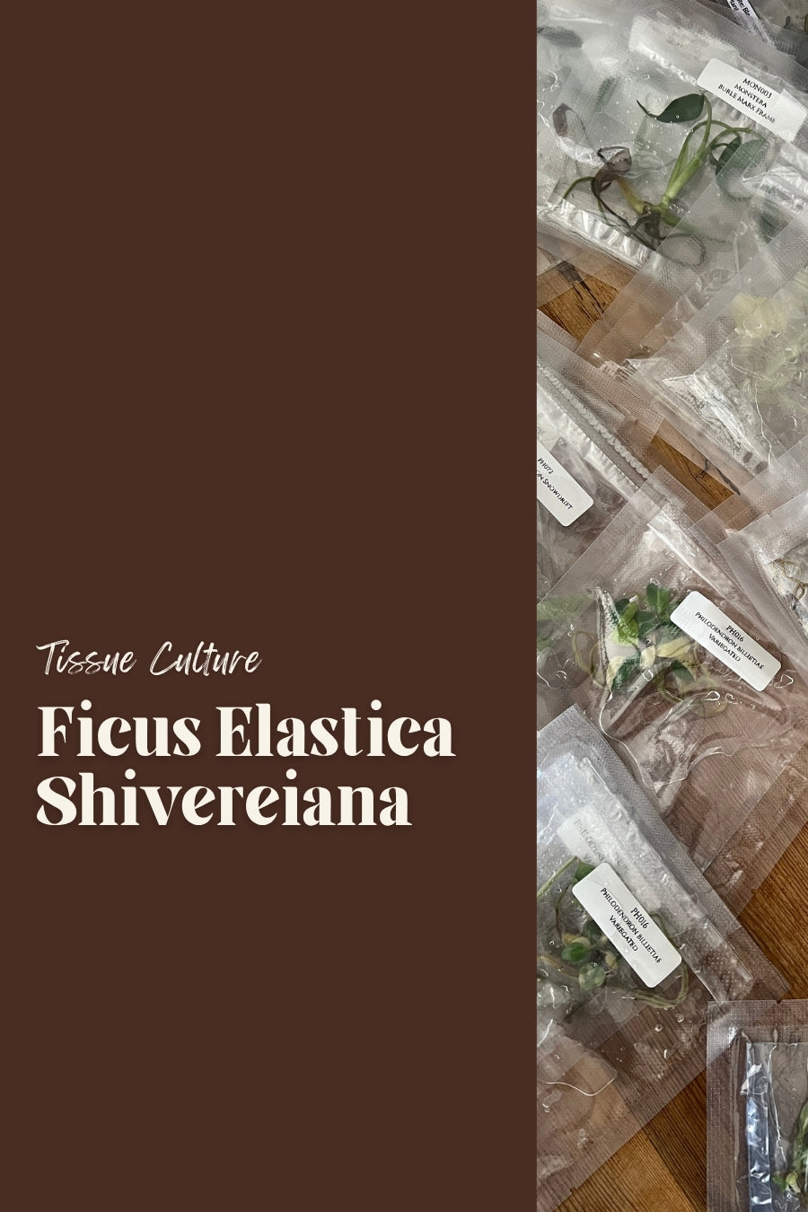 Ficus Elastica Shivereiana