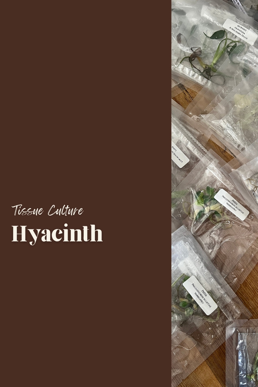 Hyacinth