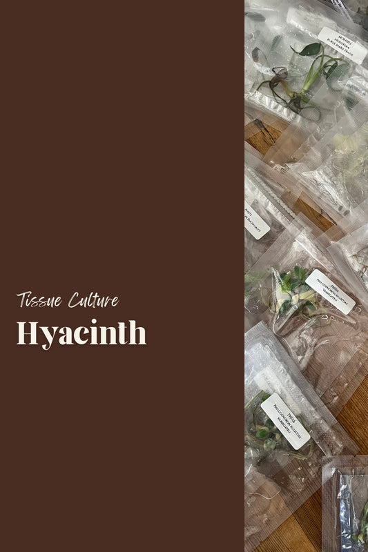 Hyacinth