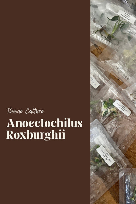 Anoectochilus Roxburghii
