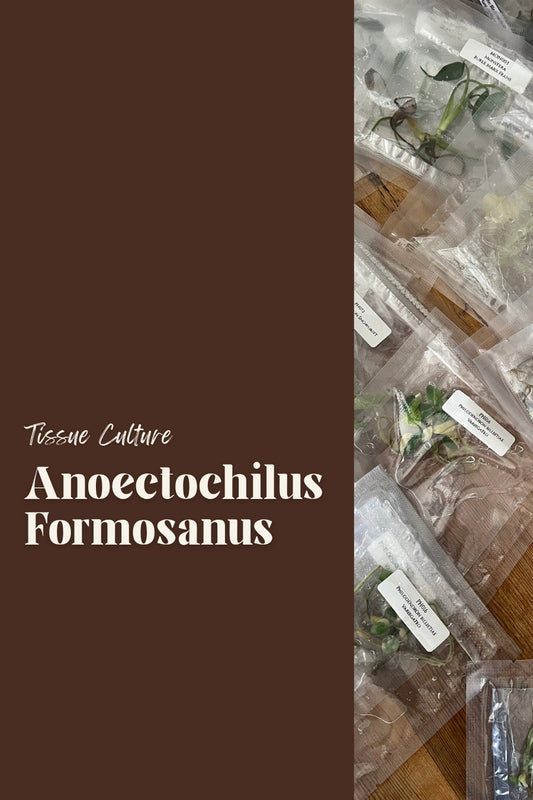 Anoectochilus Formosanus