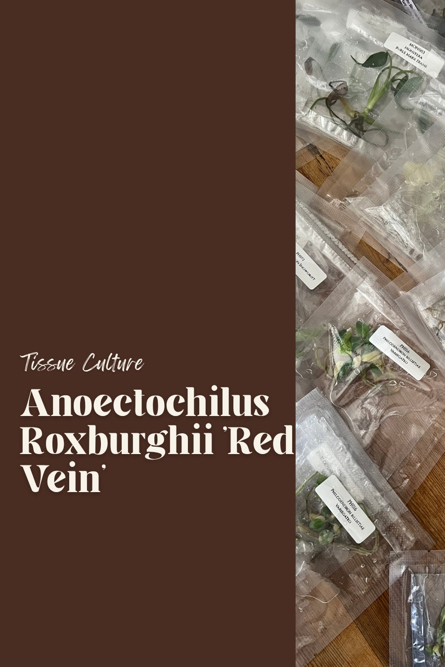 Anoectochilus Roxburghii 'Red Vein'