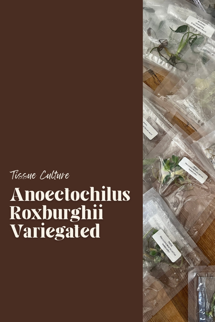 Anoectochilus Roxburghii Variegated