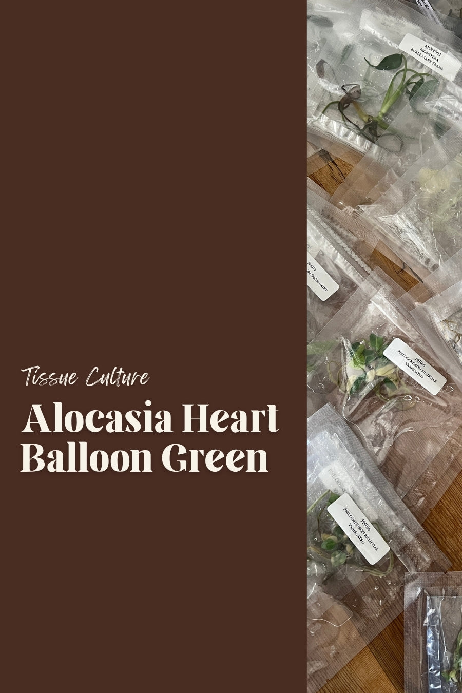 Alocasia Heart Balloon Green