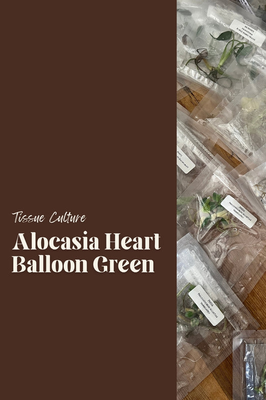 Alocasia Heart Balloon Green