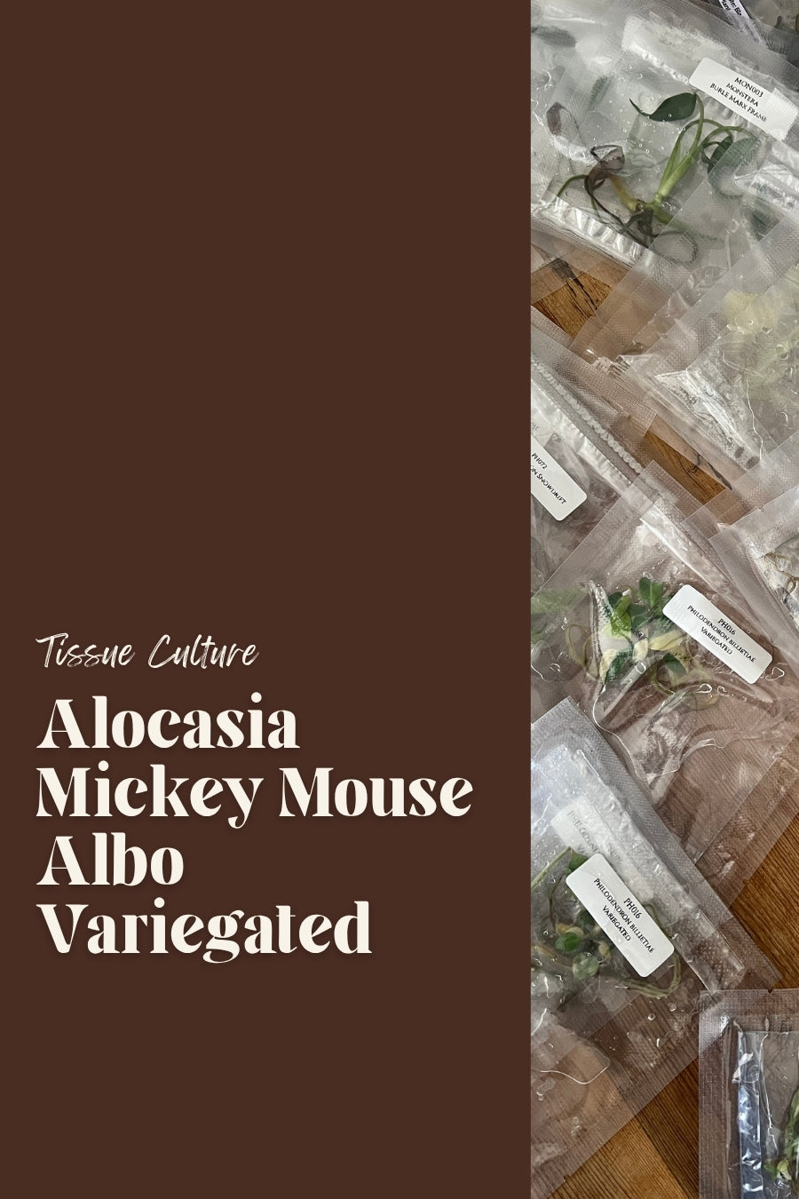 Alocasia Mickey Mouse Albo Variegated