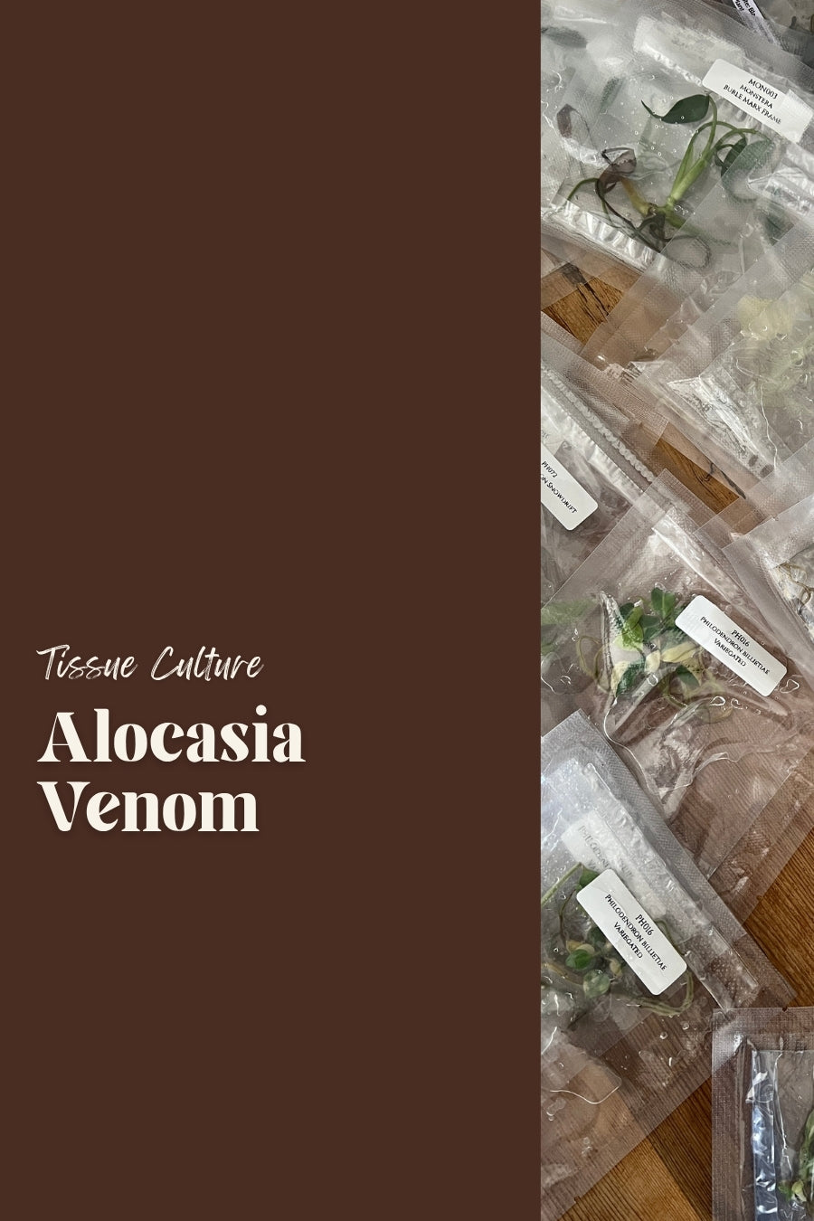 Alocasia Venom