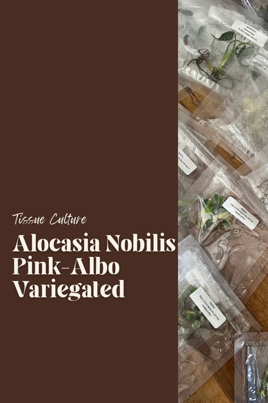 Alocasia Nobilis Pink-Albo Variegated