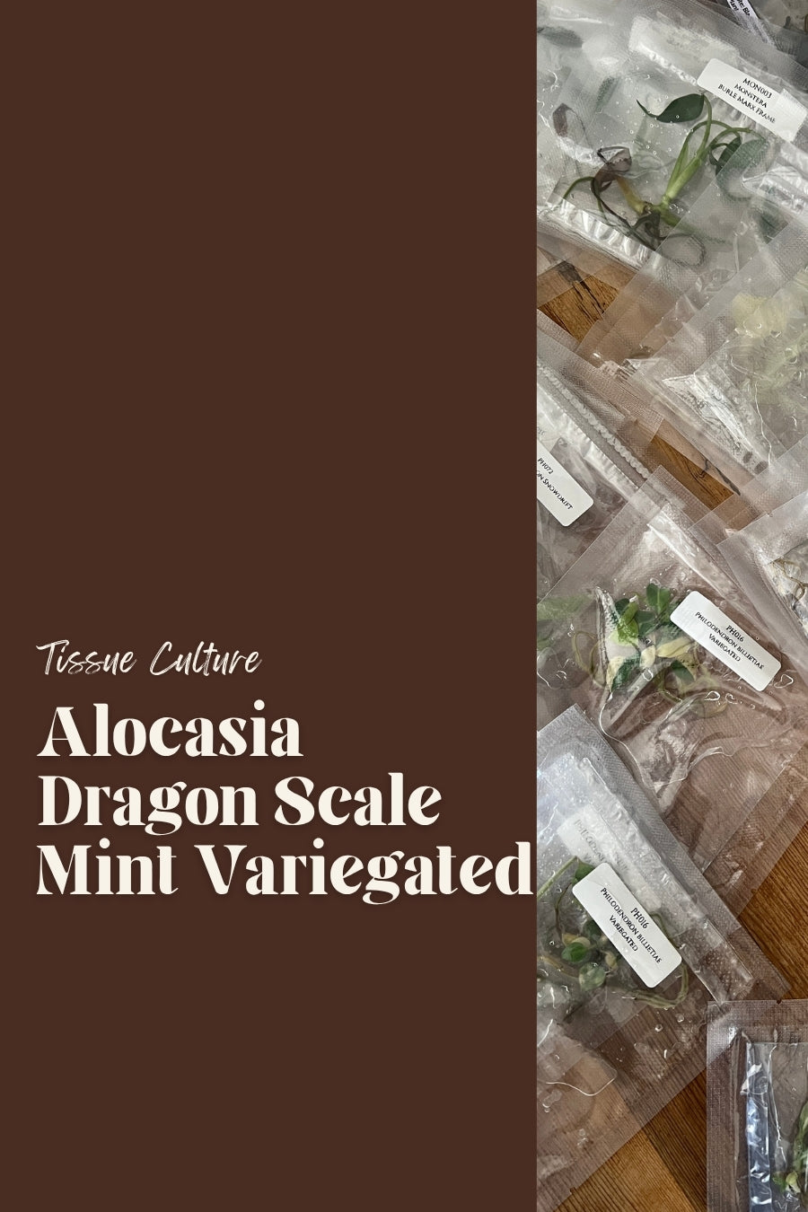 Alocasia Dragon Scale Mint Variegated
