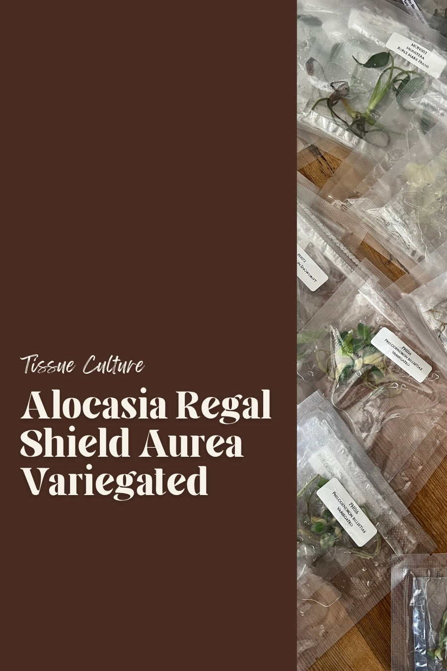 Alocasia Regal Shield Aurea Variegated