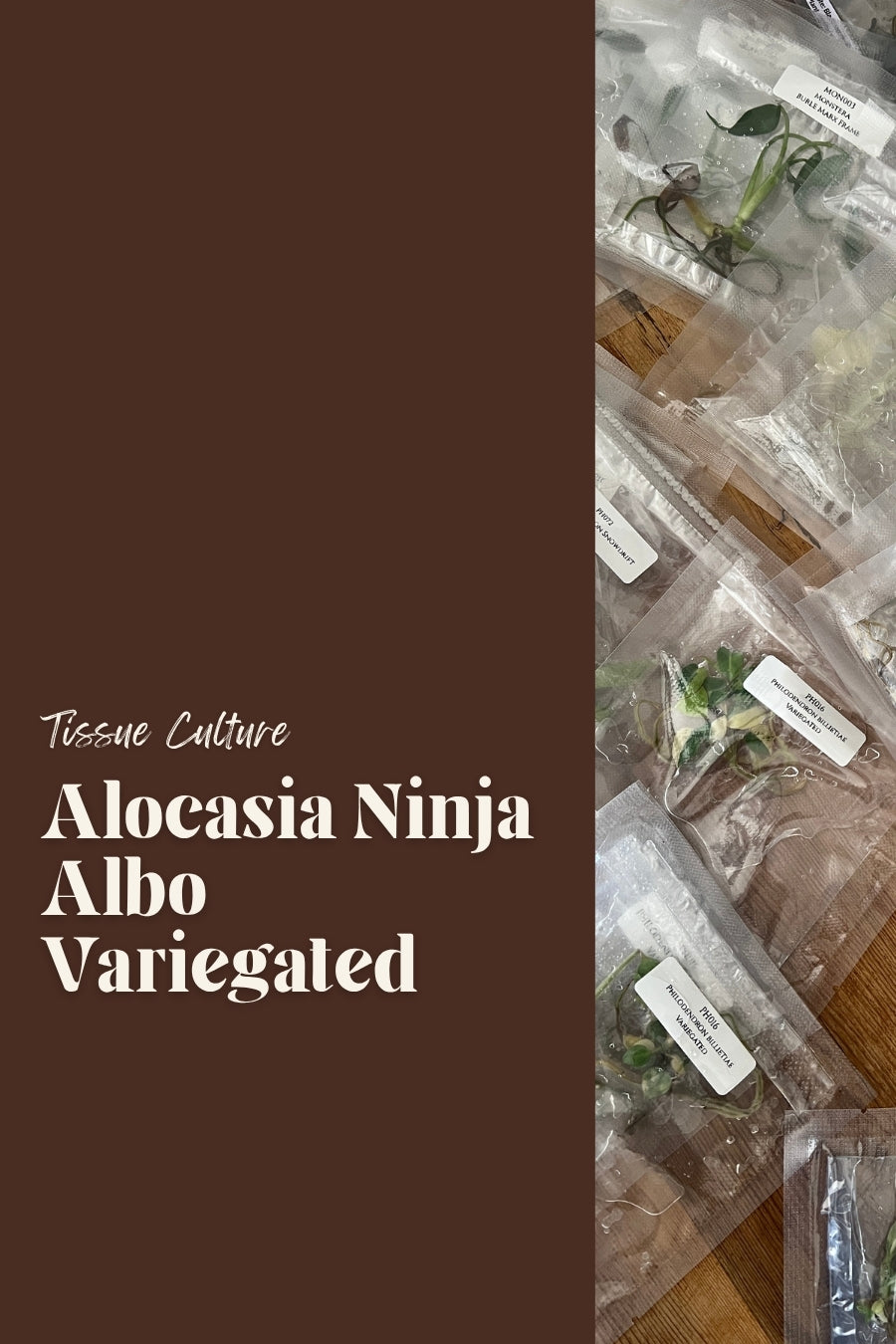 Alocasia Ninja Albo Variegated