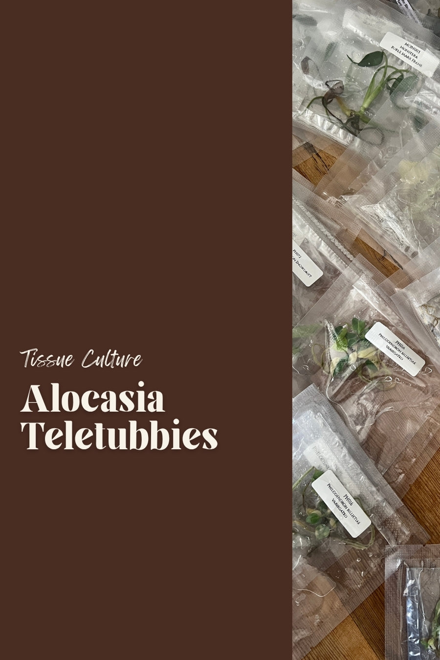 Alocasia Teletubbies