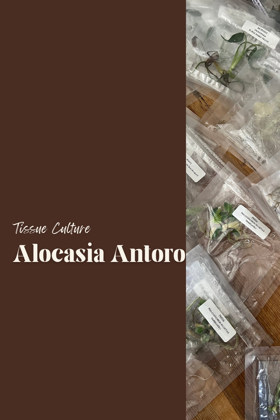 Alocasia Antoro