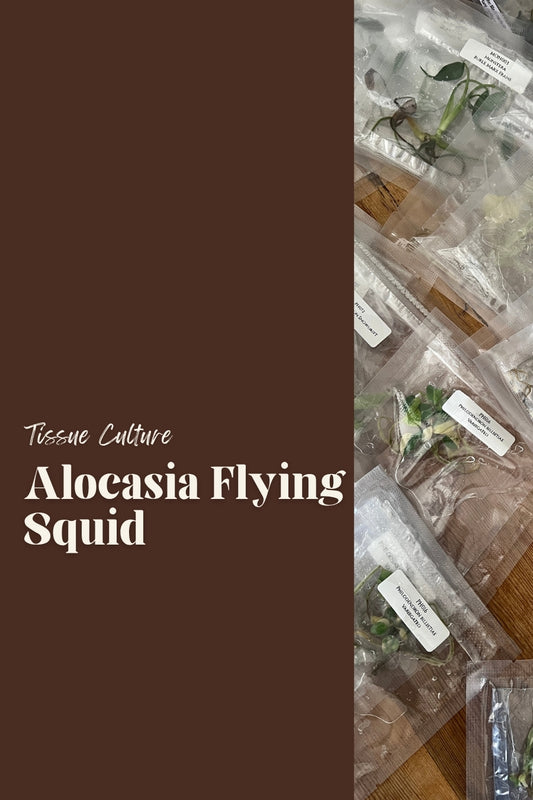 Alocasia Flying Squid