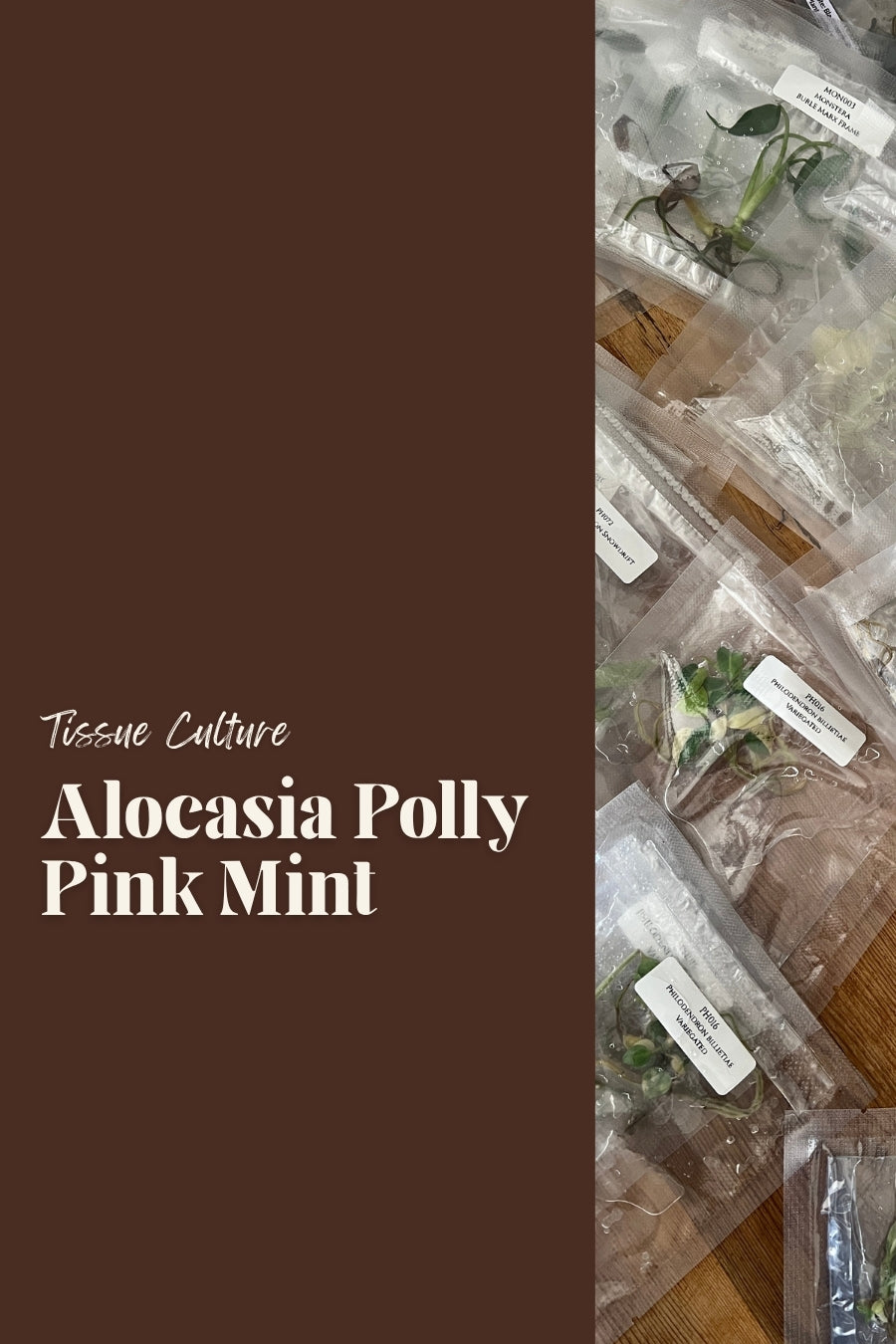 Alocasia Polly Pink Mint