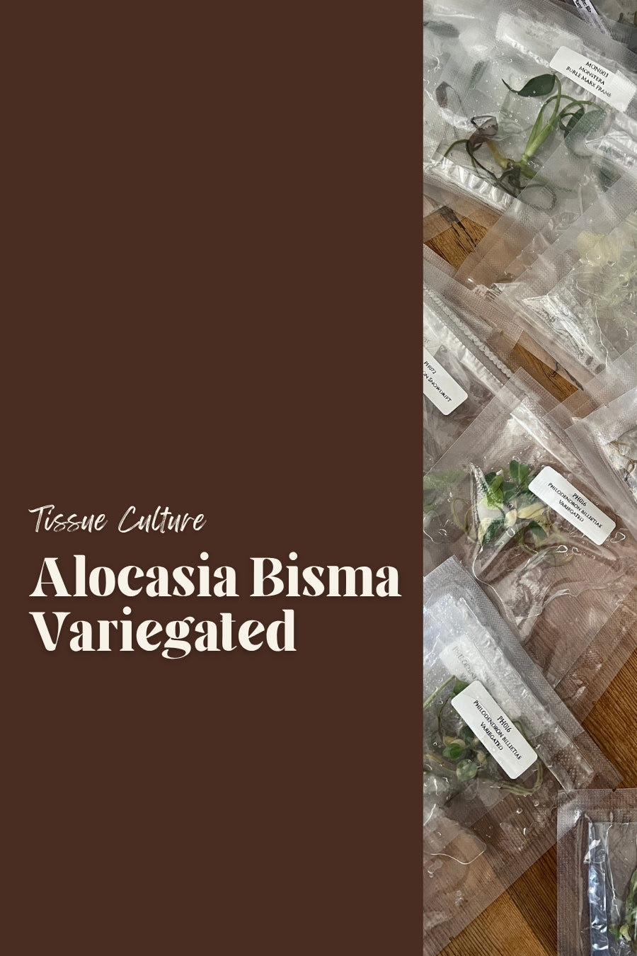 Alocasia Bisma Variegated