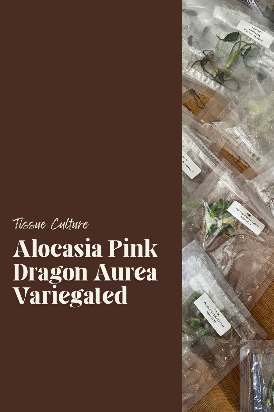 Alocasia Pink Dragon Aurea Variegated