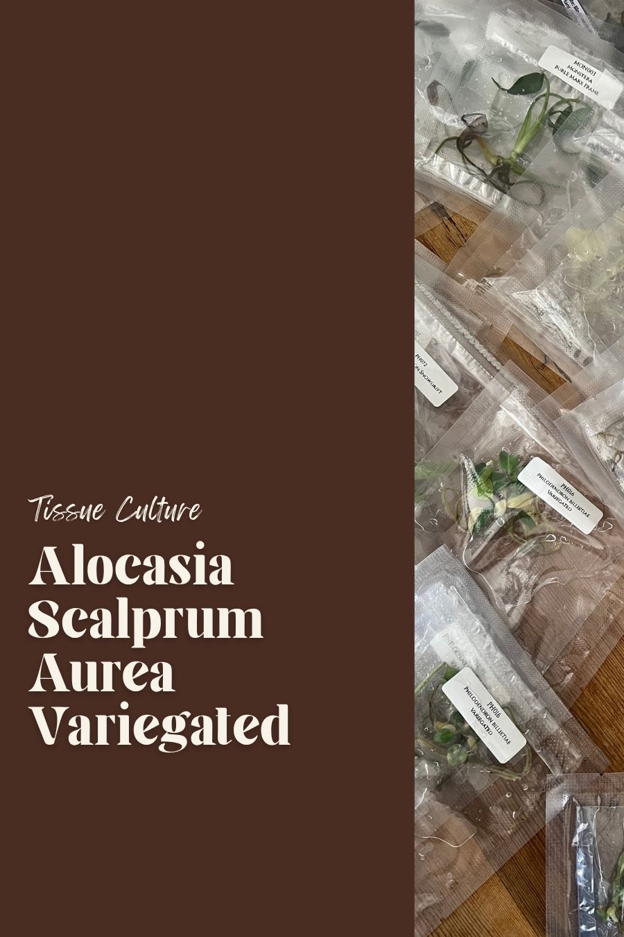 Alocasia Scalprum Aurea Variegated