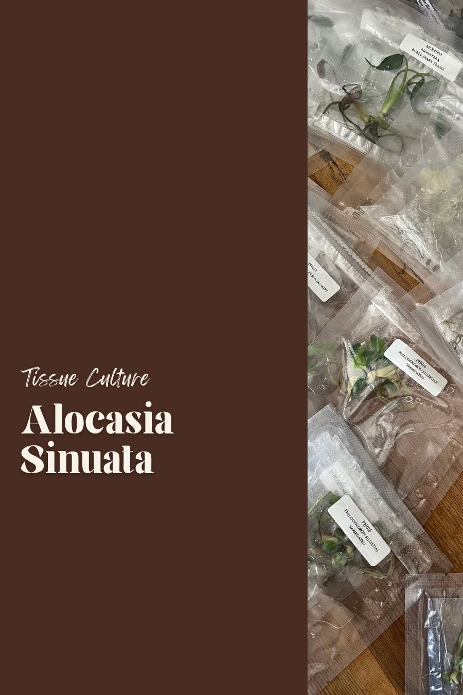 Alocasia Sinuata